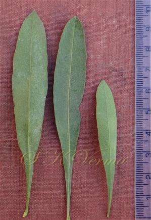  Leaves